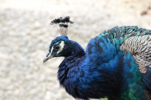 Peacock at the Zurich Zoo 2014, © Silvio Suter